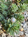 Moonstone Celestial Galaxy ring
